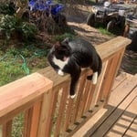 Deck Railing Install