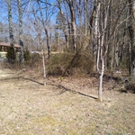 Pear trees for removal