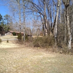 Pear trees for removal