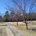 Pecans for pruning