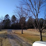 Pecans for pruning