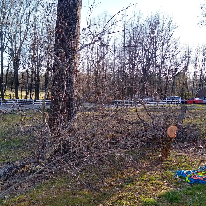 Limbs for removal