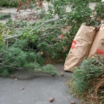 Yard Waste Removal