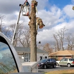 Tree Removal