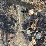 Fallen Trees