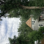 Cedar fishscale shakes and new fascia