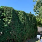 Hedge 1