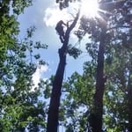 tree work a12