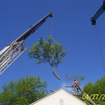 tree work a12