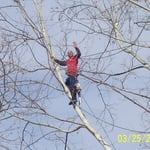 tree work a12