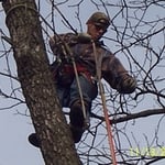 tree work a12