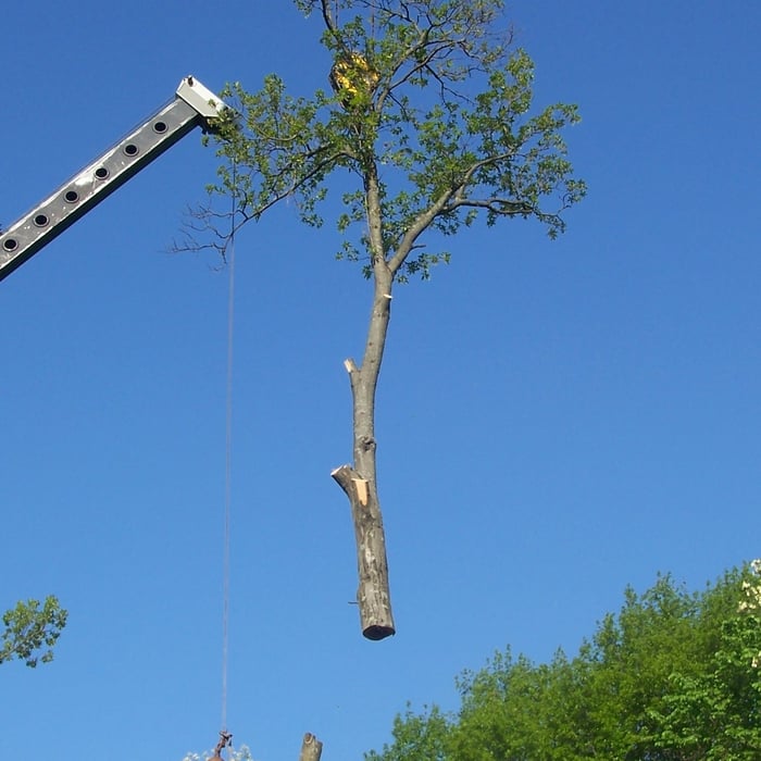tree work a12