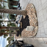 Flower Beds