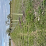 Hogwire Fence