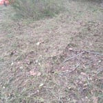 Bush Hogging