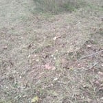 Bush Hogging