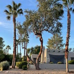 Ironwood 1 After
