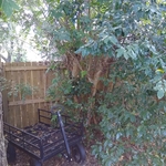 Overgrown crepe myrtle
