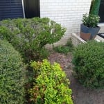 Boxwood