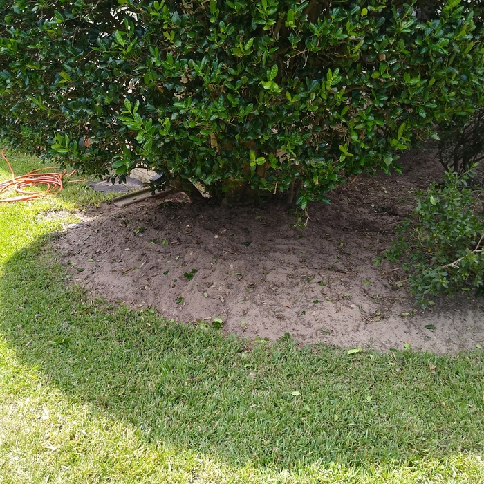 Holly shrub