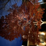 Tree2