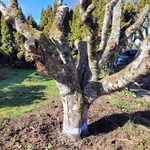 Here is the Tree Ready for Removal