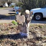 Limb and Trunk Removal