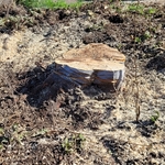 Stump