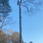 100 ft tree removal