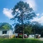 Tree Guys