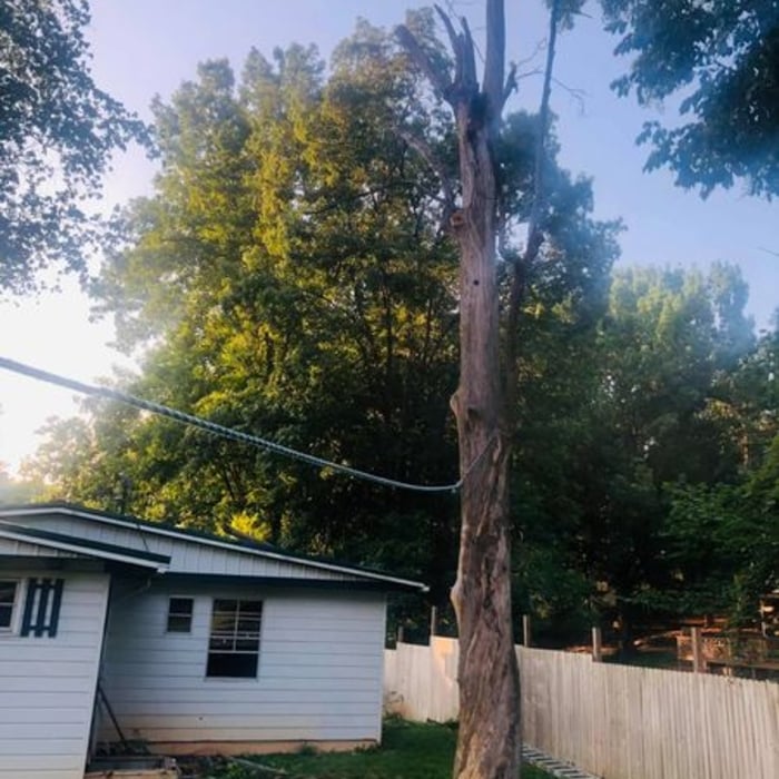 Tree Guys