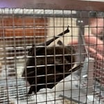 Wildlife Conflict Resolut