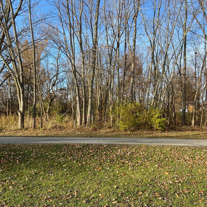 Land Clearing