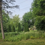 yard clean ups