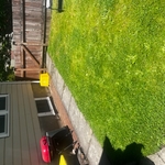 Backyard and fence before new installation