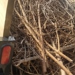 Downed Tree