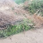 Brush Pile