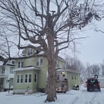 London Mills Tree Job