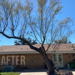 Leaving the live tree