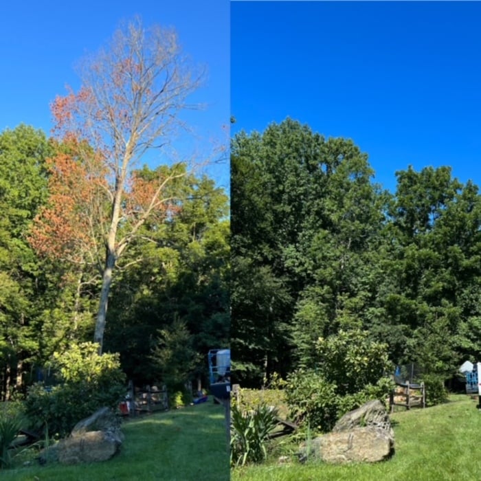 Tree Removal