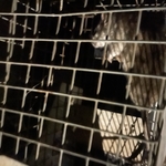 Rat Trapped