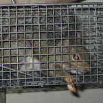 Squirrel Trapping