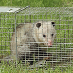 Opossum Trapping