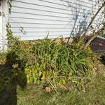 Flower Bed Restoration