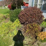 Restoration of flower beds