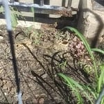 Wrought Iron fence repair