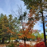 trim maple