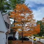 trim maple
