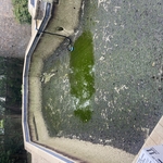 Green Pool