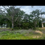 Tree and brush removal.
